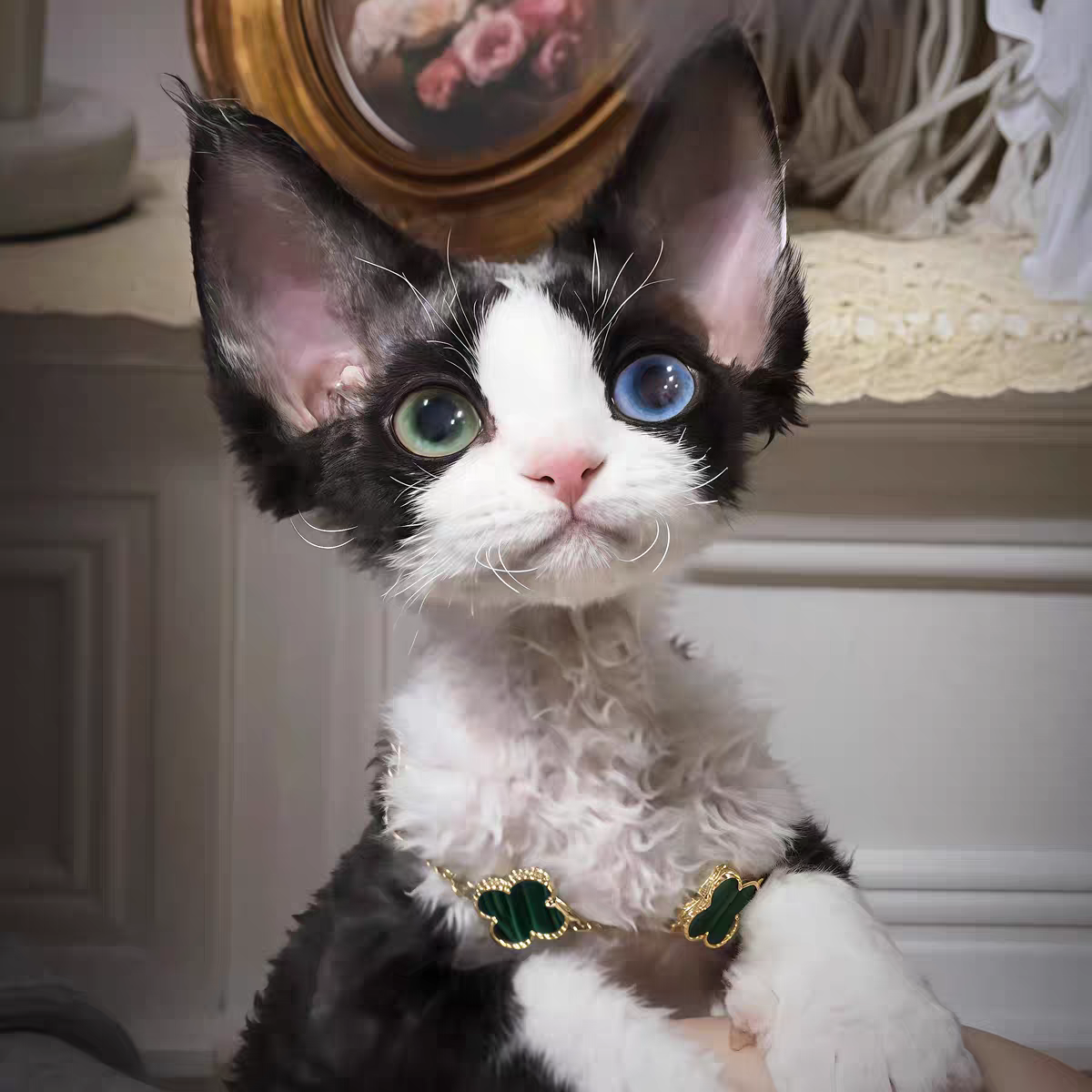 猫舍直销批发价格出售德文卷毛猫